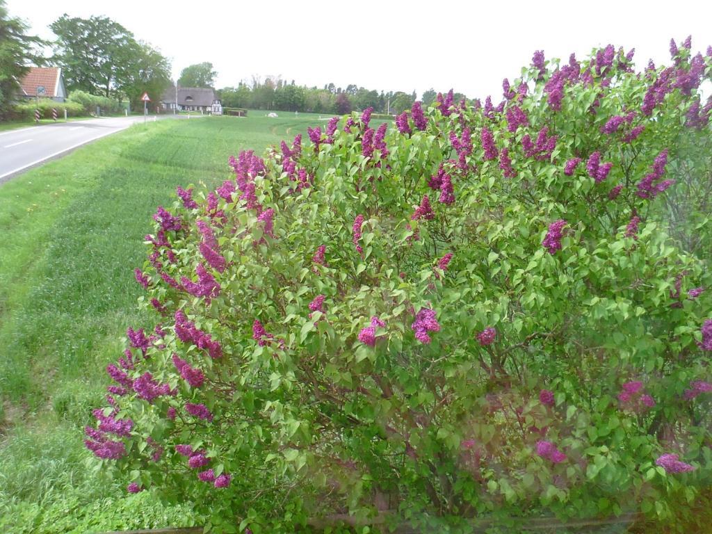 Svalegaarden Guesthouse Saerslev ภายนอก รูปภาพ
